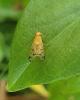 Homoneura sp.